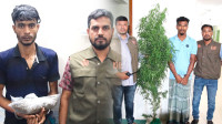 রাজাপুরে-সবজি-ক্ষেতে-গাঁজা-চাষ,-দুইজন-আটক